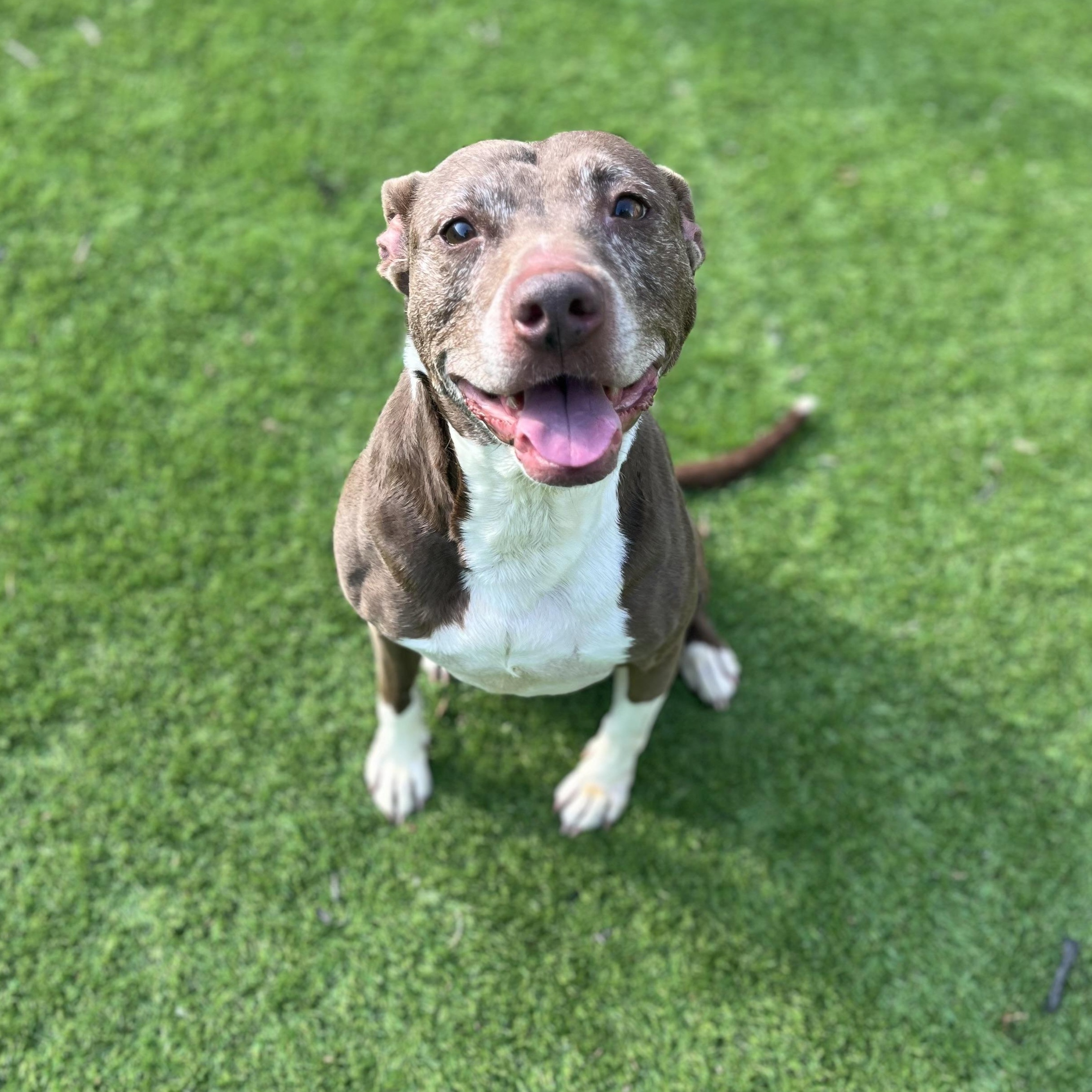 Aida - A Potatah, a Adoptable mixed breed in Omaha, NE image 1/6