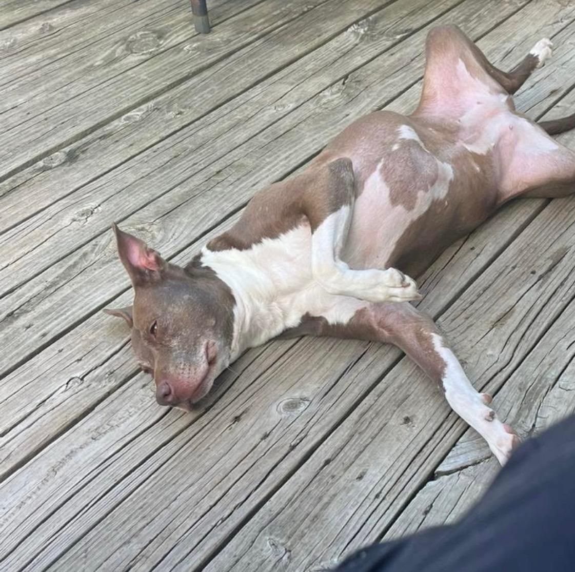 Aida - A Potatah, a Adoptable mixed breed in Omaha, NE image 2/6