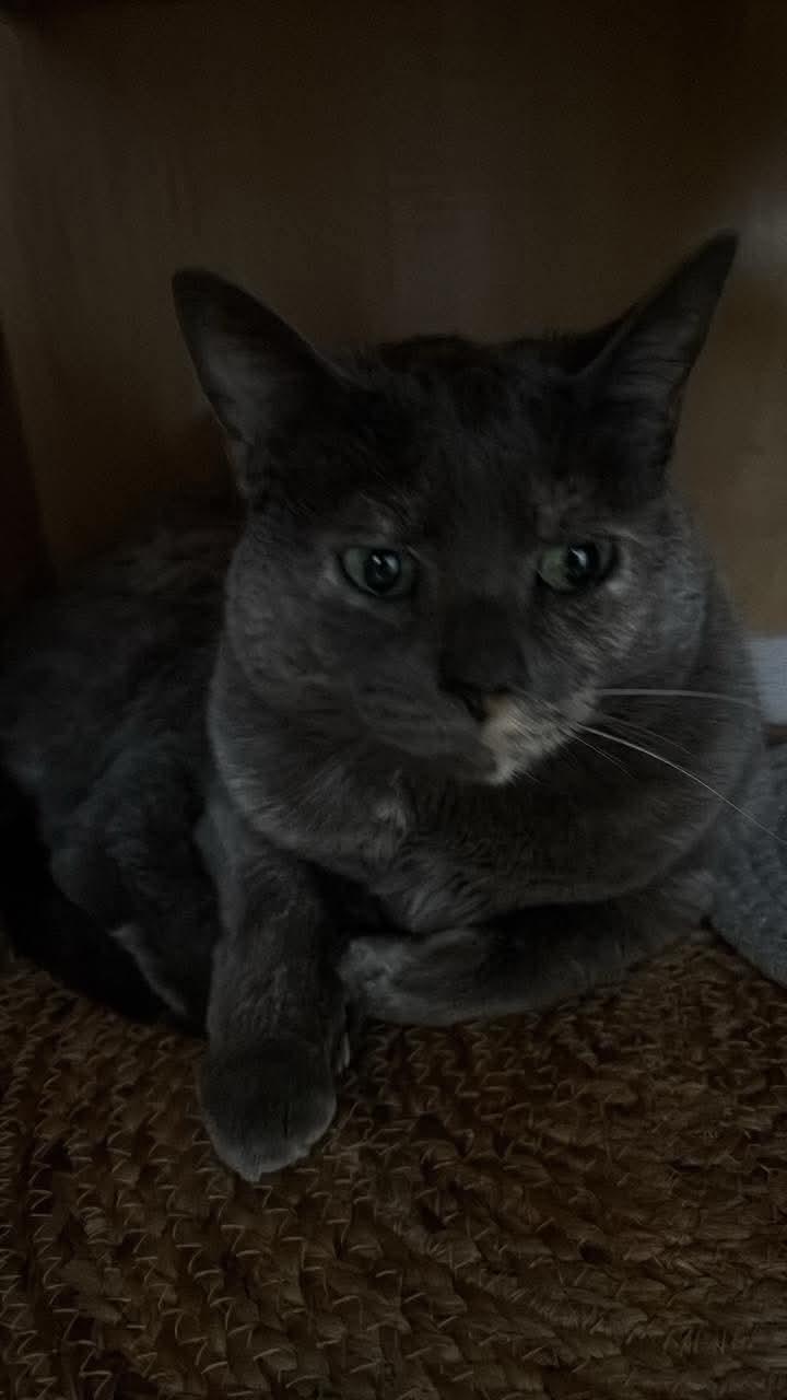 Enlarge MaiTai, a Adoptable mixed breed in Ann Arbor, MI image 2/2