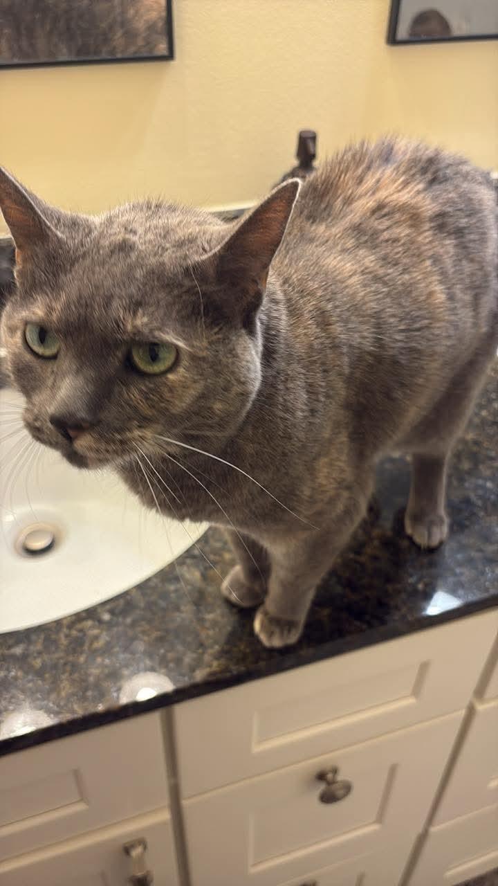 MaiTai, Adoptable, Senior Female Domestic Short Hair & Tortoiseshell.