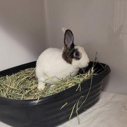 Enlarge Hazel, an adopted Bunny Rabbit in Hilliard, OH image 2/2