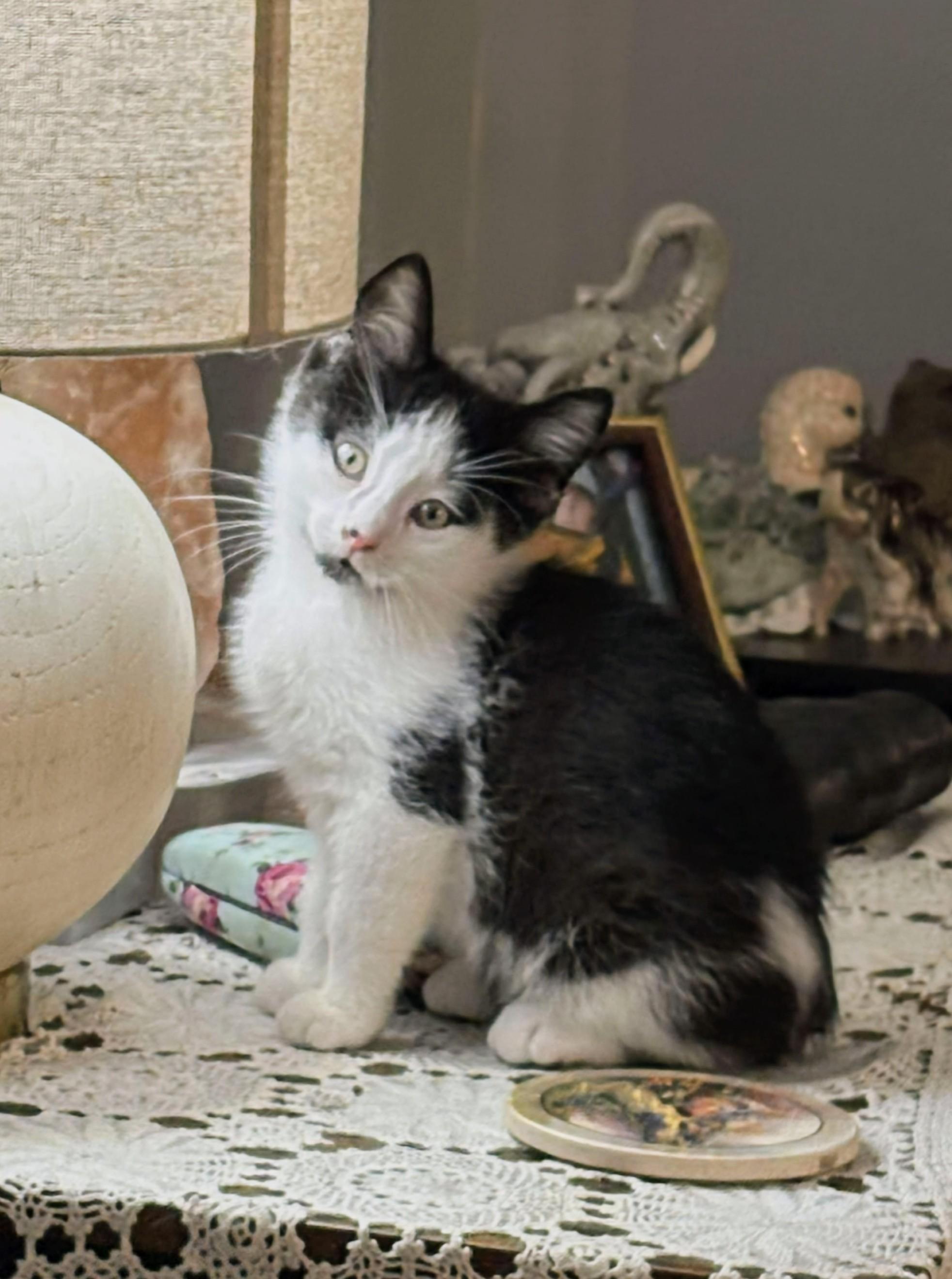 Jeremy Fisher, an adoptable Domestic Short Hair in Winnipeg, MB, R2L 0L6 | Photo Image 2