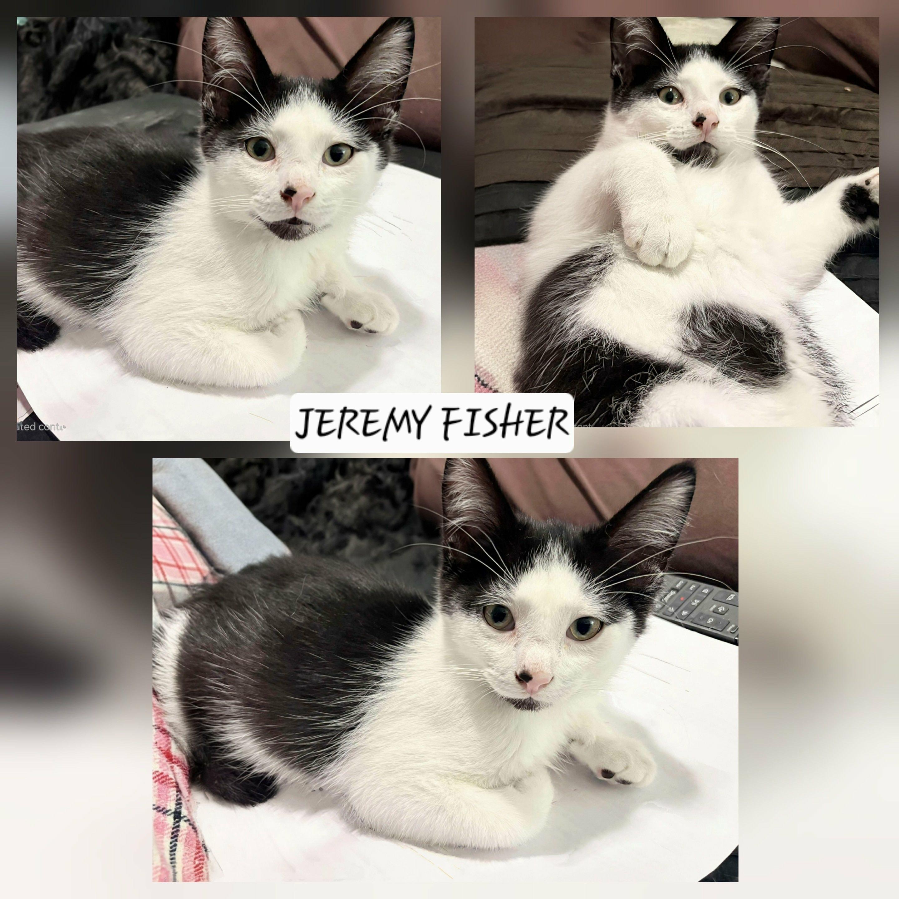 Enlarge Jeremy Fisher, a Adoptable Domestic Short Hair in Winnipeg, MB image 1/3
