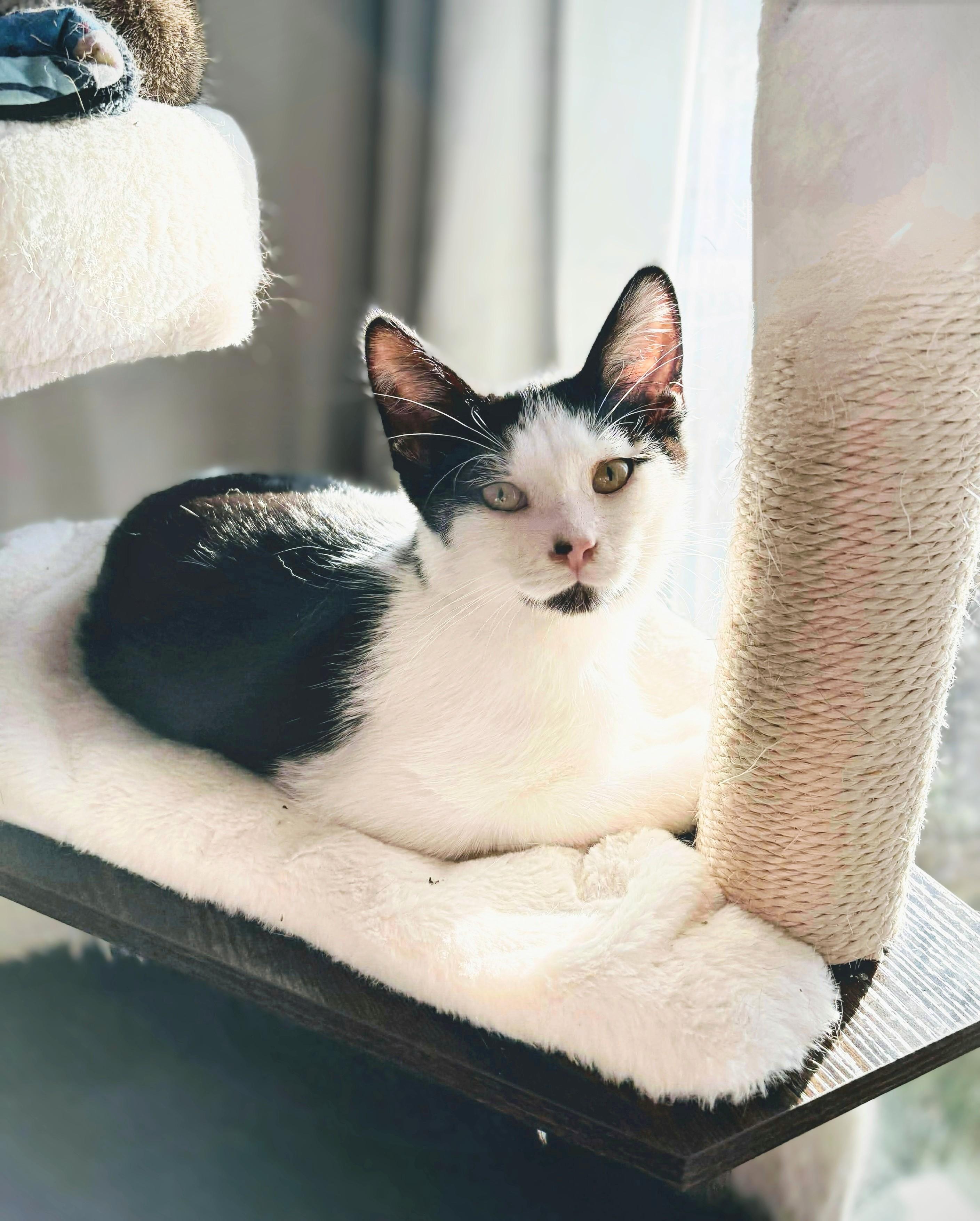 Jeremy Fisher, an adoptable Domestic Short Hair in Winnipeg, MB, R2L 0L6 | Photo Image 3