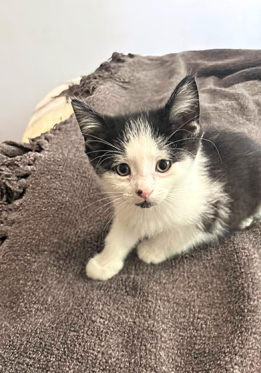 Jeremy Fisher, an adoptable Domestic Short Hair in Winnipeg, MB, R2L 0L6 | Photo Image 5