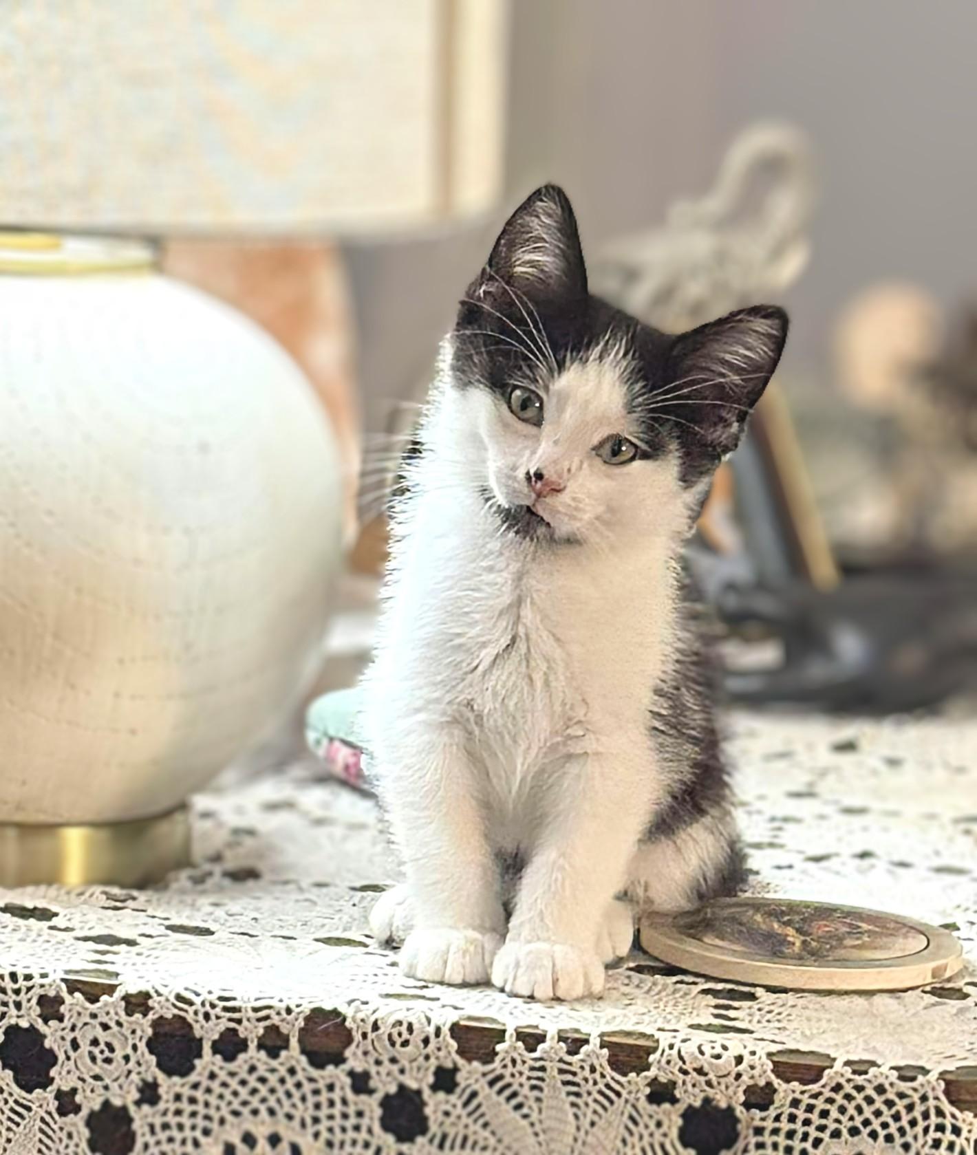 Jeremy Fisher, an adoptable Domestic Short Hair in Winnipeg, MB, R2L 0L6 | Photo Image 3