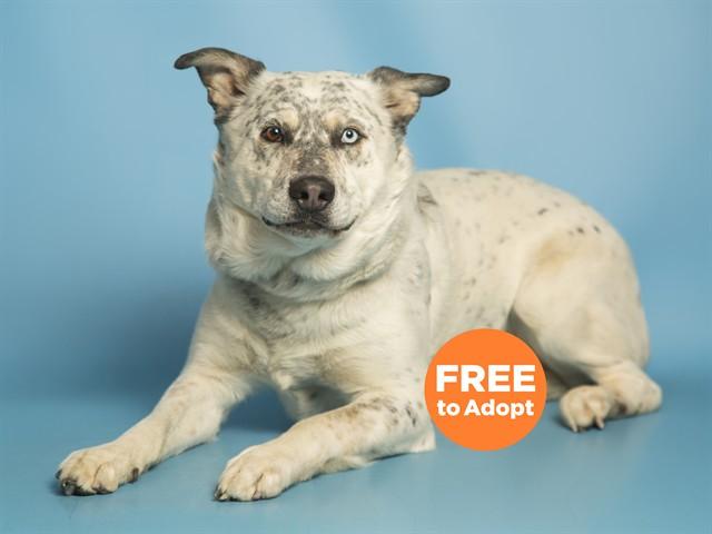 REMI, Adoptable, Adult Male Australian Cattle Dog / Blue Heeler & Mixed Breed.