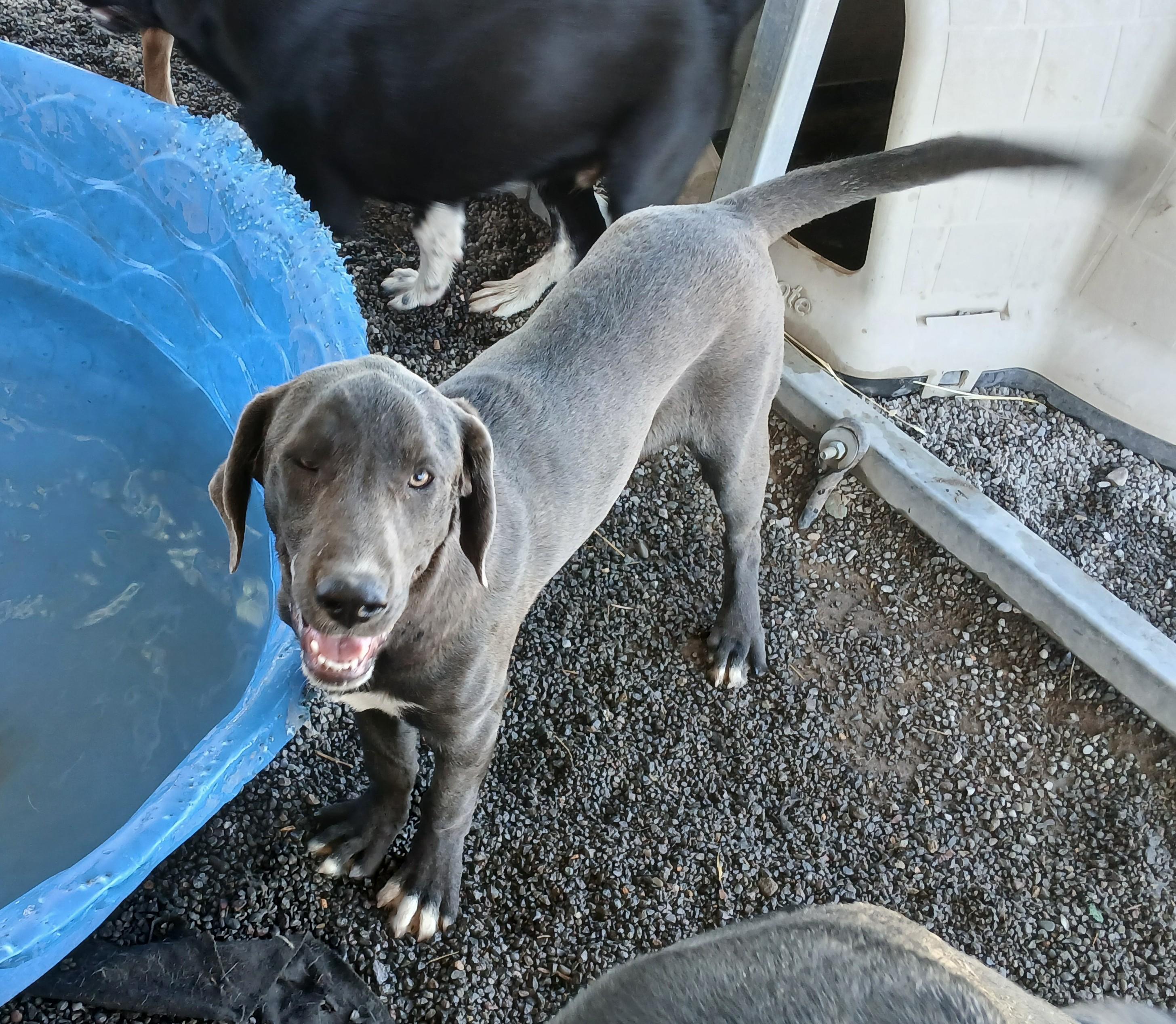 Dill, an adoptable Labrador Retriever in Susanville, CA, 96130 | Photo Image 1
