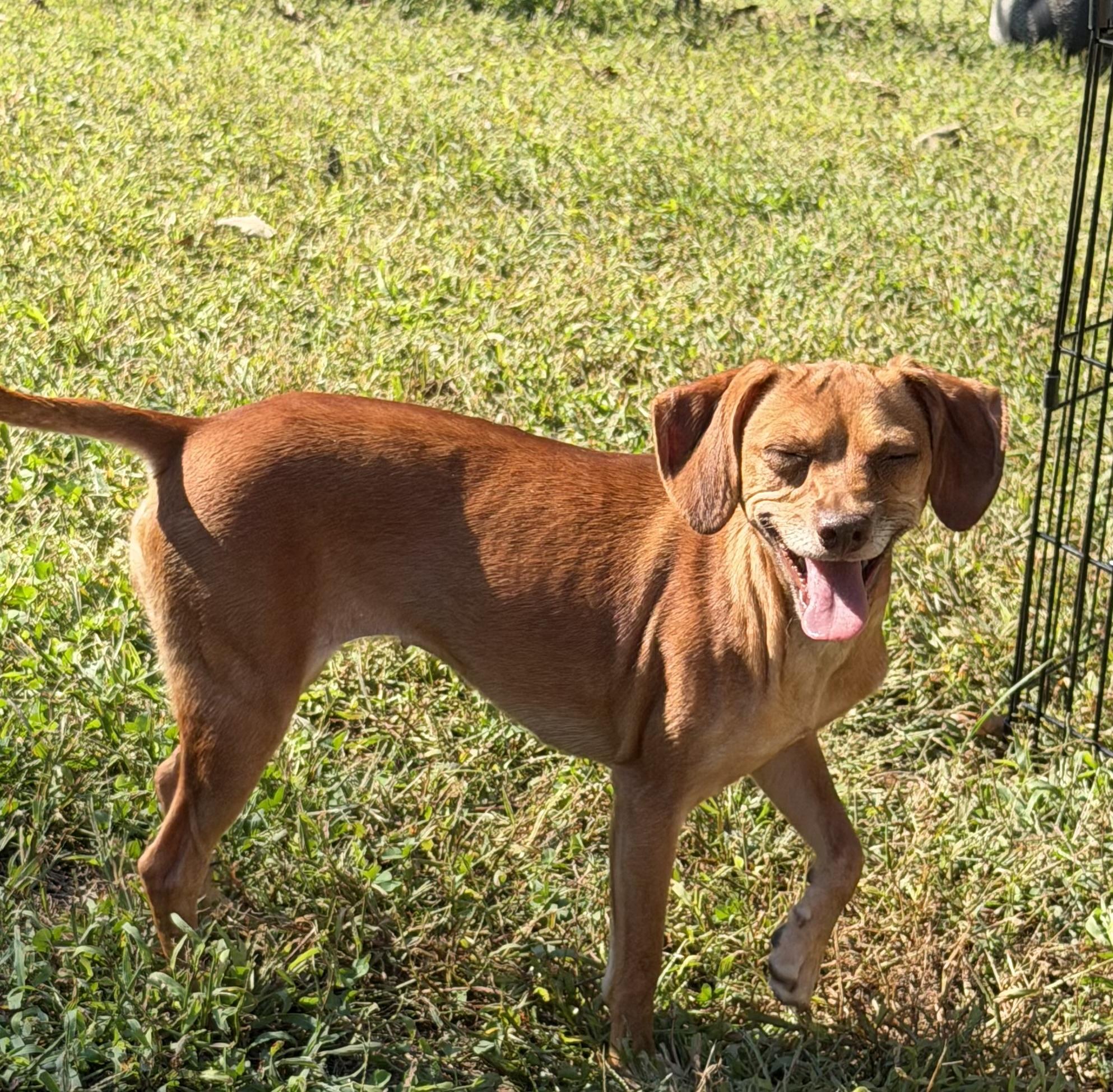 Enlarge Legs, a Adoptable mixed breed in Kings Mountain, NC image 3/3
