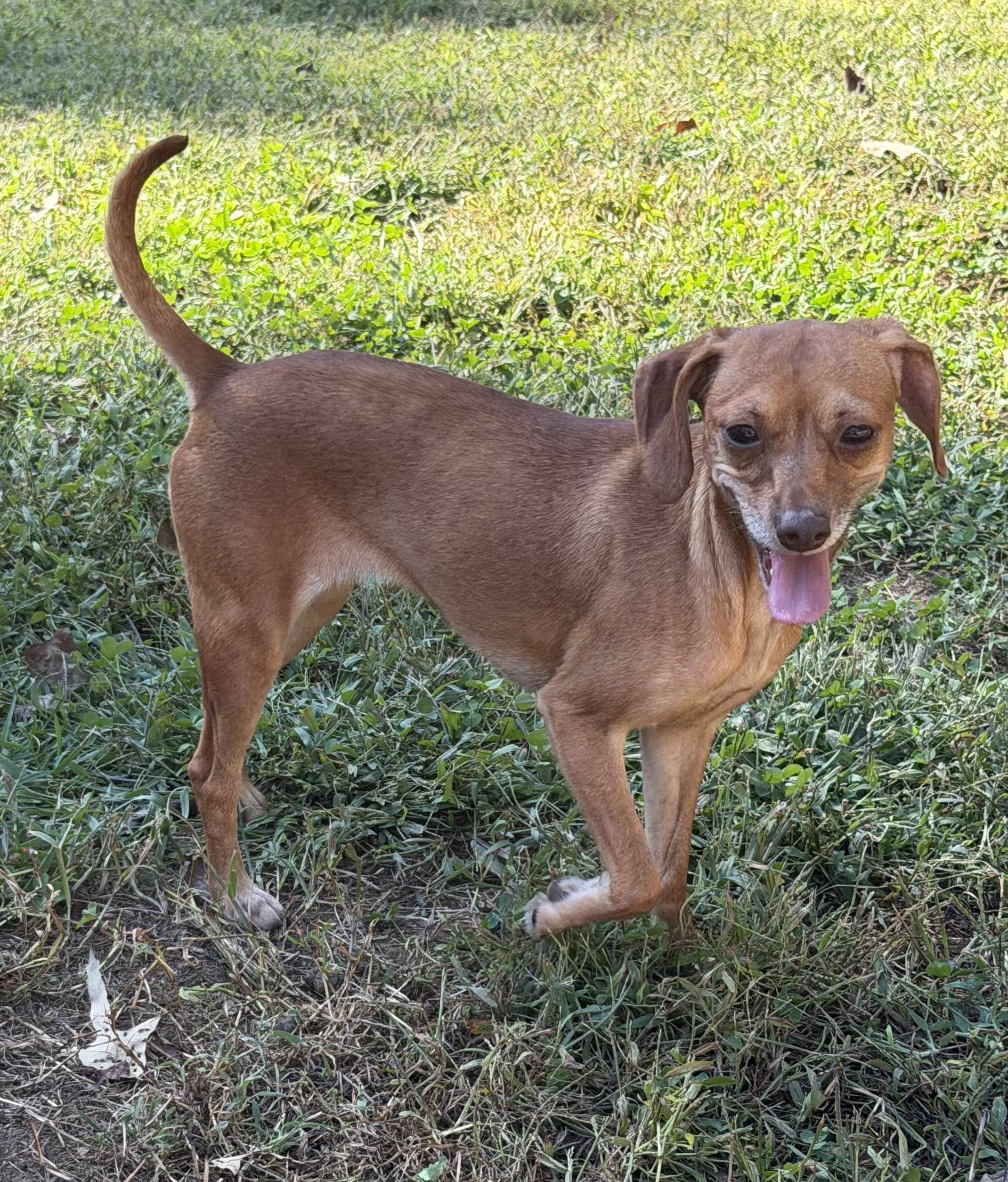 Enlarge Legs, a Adoptable mixed breed in Kings Mountain, NC image 2/3