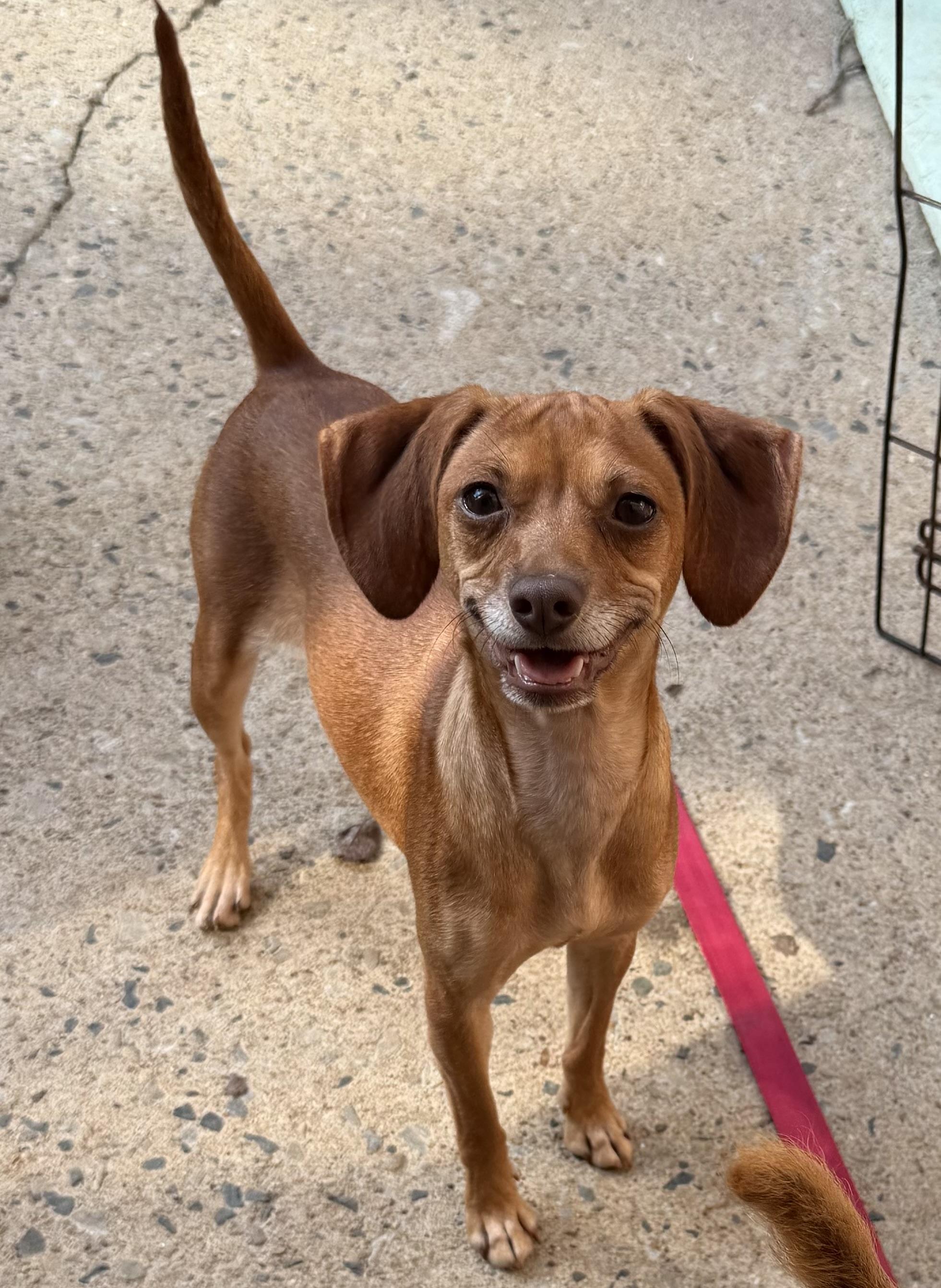 Enlarge Legs, a Adoptable mixed breed in Kings Mountain, NC image 1/3