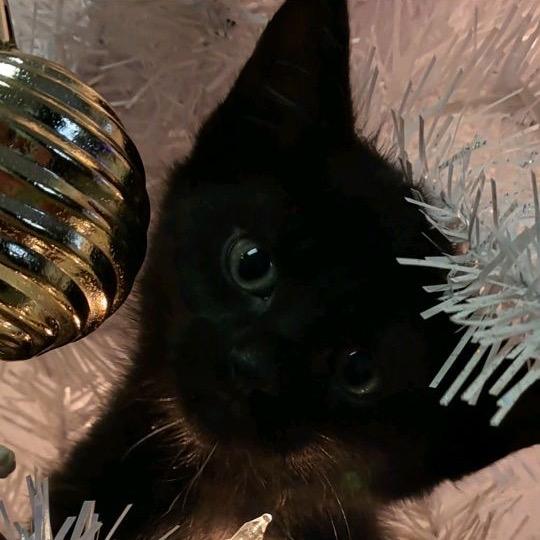 Dax, Adoptable, Kitten Male Domestic Medium Hair.