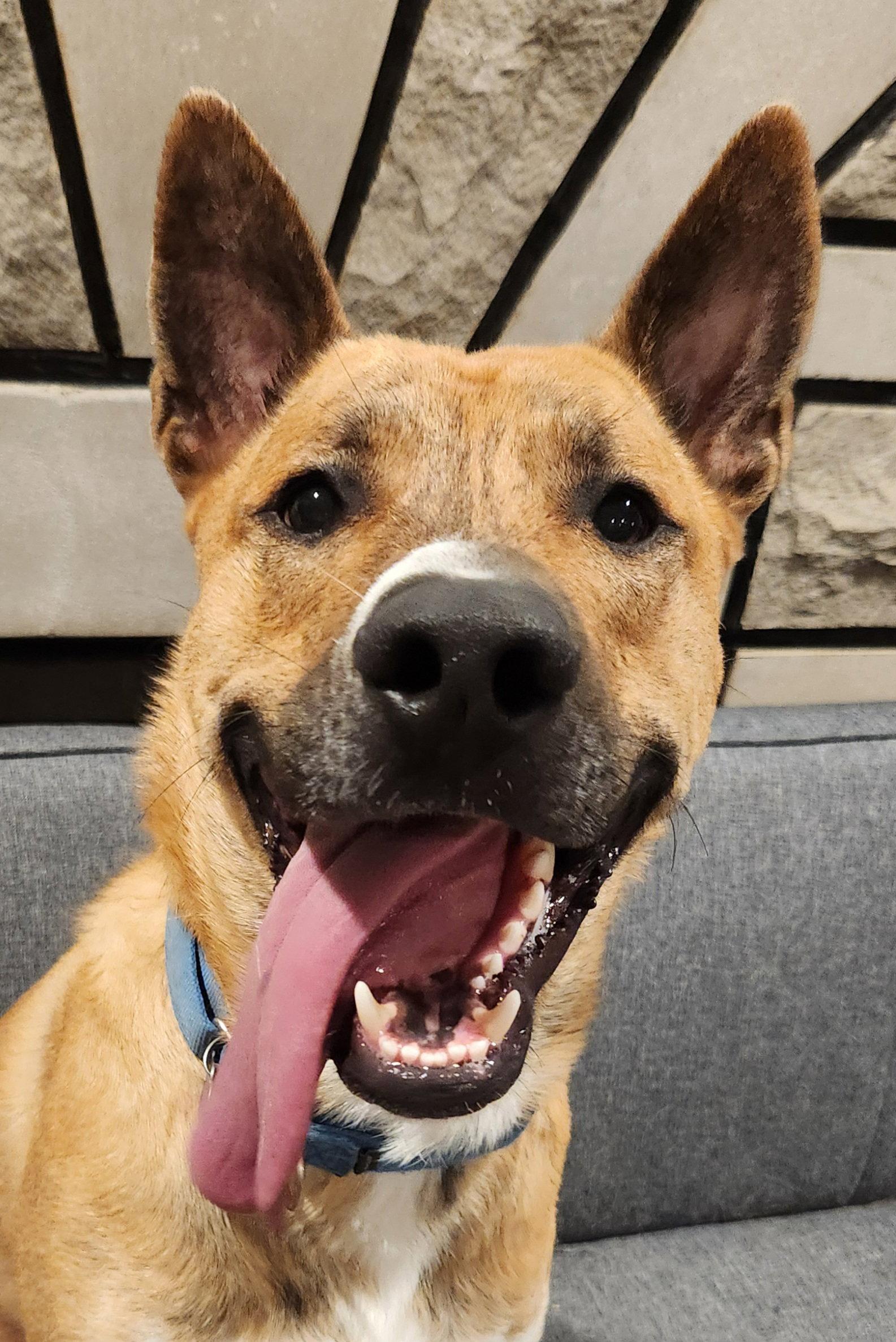 Cashy Boy, a Adopted mixed breed in St. Louis, MO image 1/3