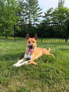 Cashy Boy, a Adopted mixed breed in St. Louis, MO image 3/3