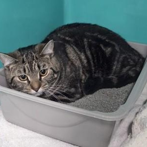 Enlarge Pony, an adopted Domestic Short Hair in Worcester, MA image 1/1