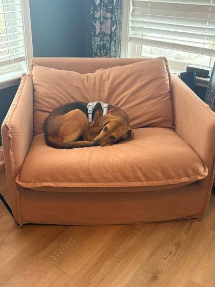 2660B Ladybug - Adoption Ambassador, Adoptable, Adult Female Hound & Mixed Breed.