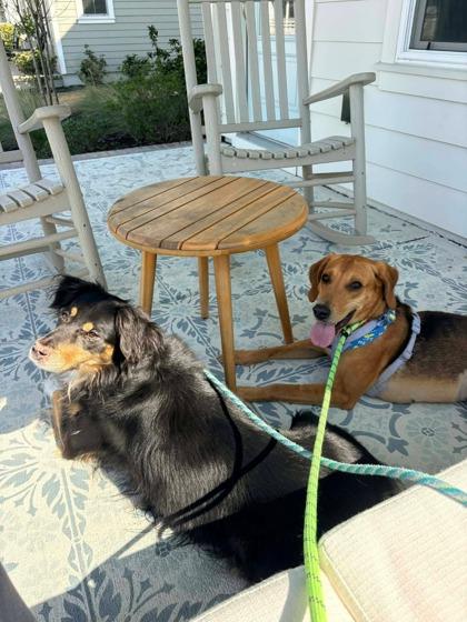 Enlarge 2660B Ladybug - Adoption Ambassador, a Adoptable mixed breed in North Charleston, SC image 2/3