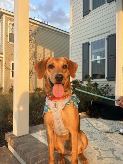 Enlarge 2660B Ladybug - Adoption Ambassador, a Adoptable mixed breed in North Charleston, SC image 3/3