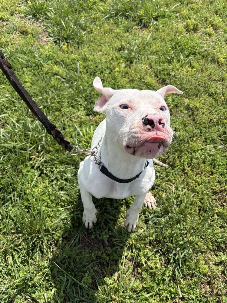 Periwinkle, Adoptable, Adult Female Pit Bull Terrier.