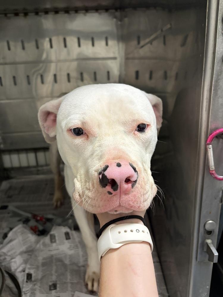 Periwinkle, a Adoptable mixed breed in Linton, IN image 2/3