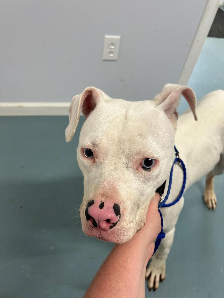 Periwinkle, a Adoptable mixed breed in Linton, IN image 3/3