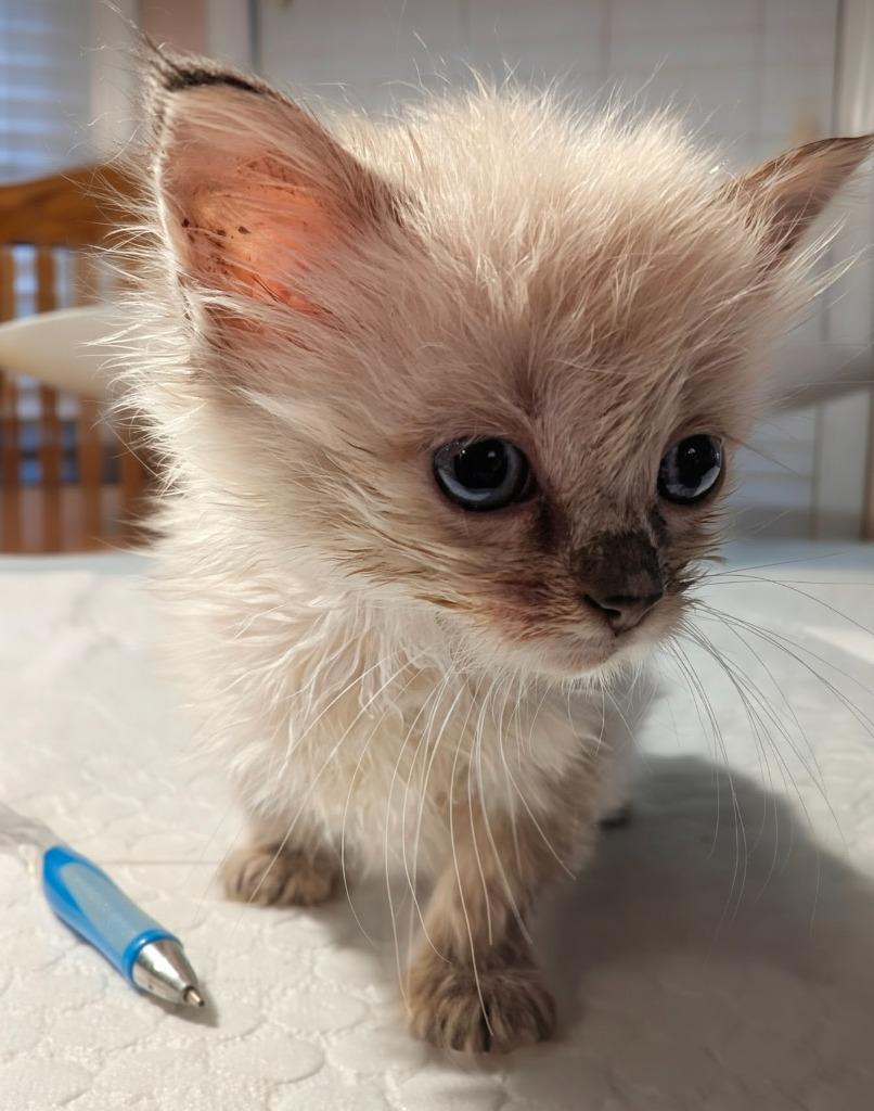 Mecca, Adopted, Kitten Female Domestic Long Hair.