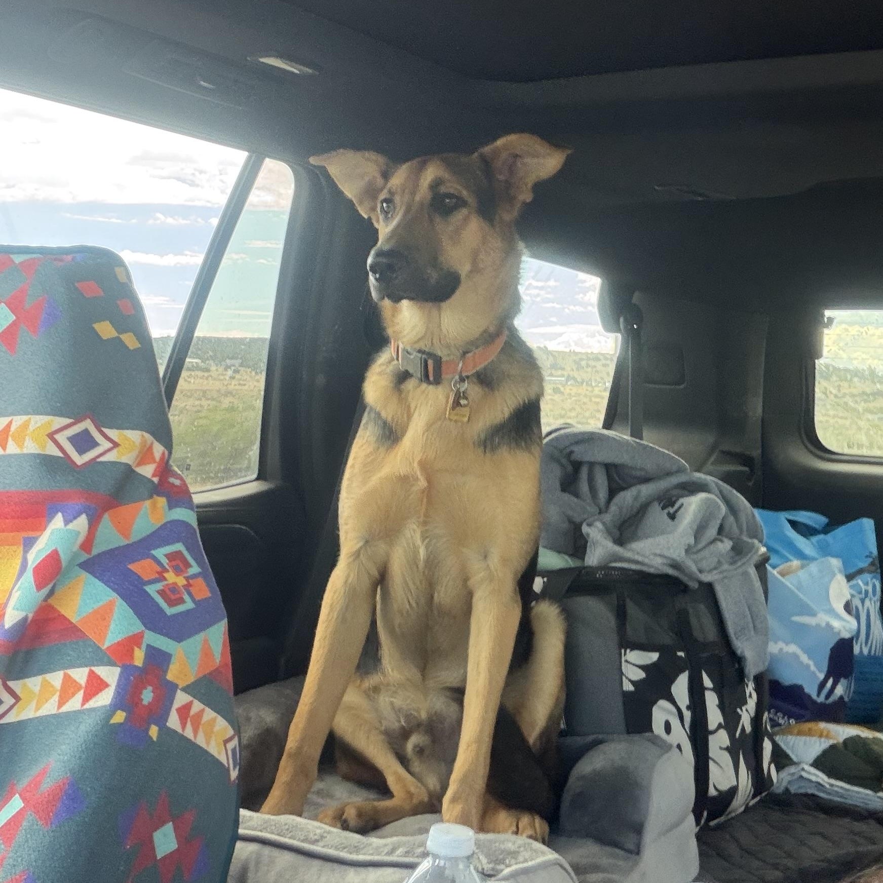 Enlarge Tater, a ADOPTABLE German Shepherd Dog in Pagosa Springs, CO image 3/4