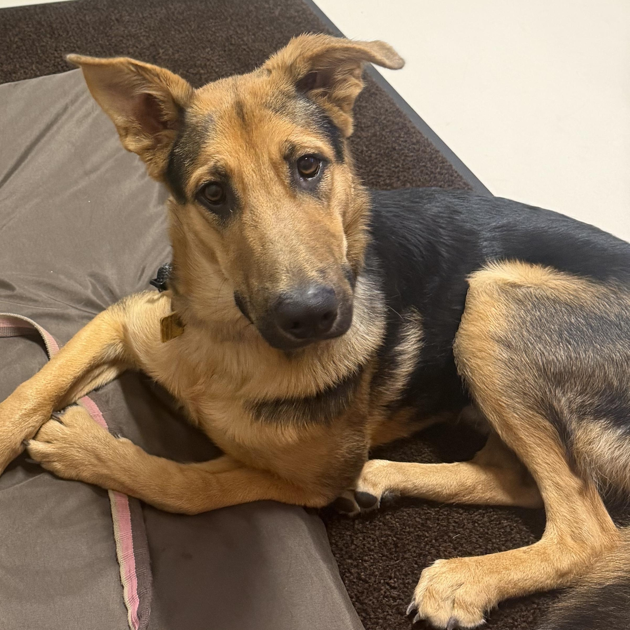 Enlarge Tater, a ADOPTABLE German Shepherd Dog in Pagosa Springs, CO image 2/4