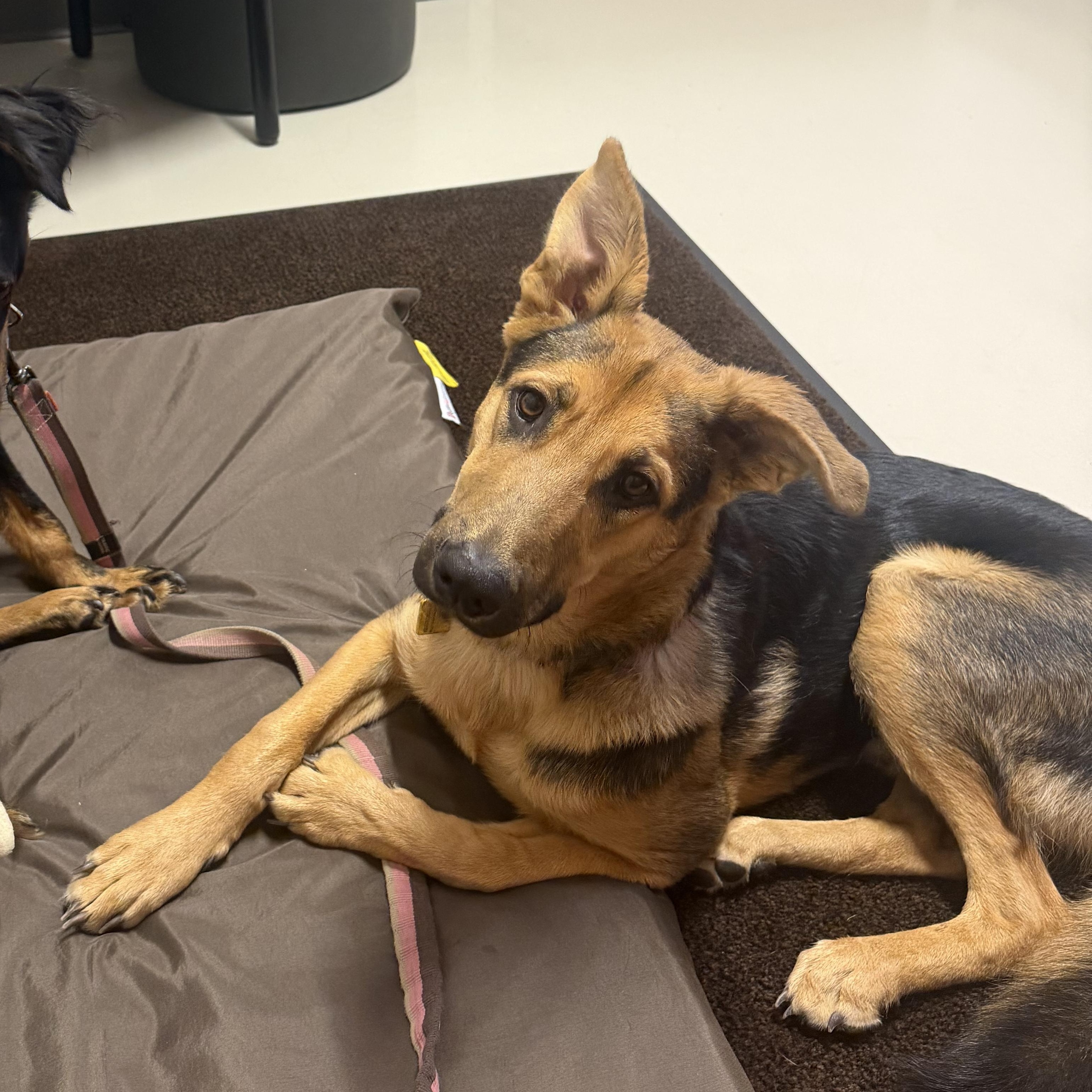 Tater, ADOPTABLE, Young Male German Shepherd Dog.
