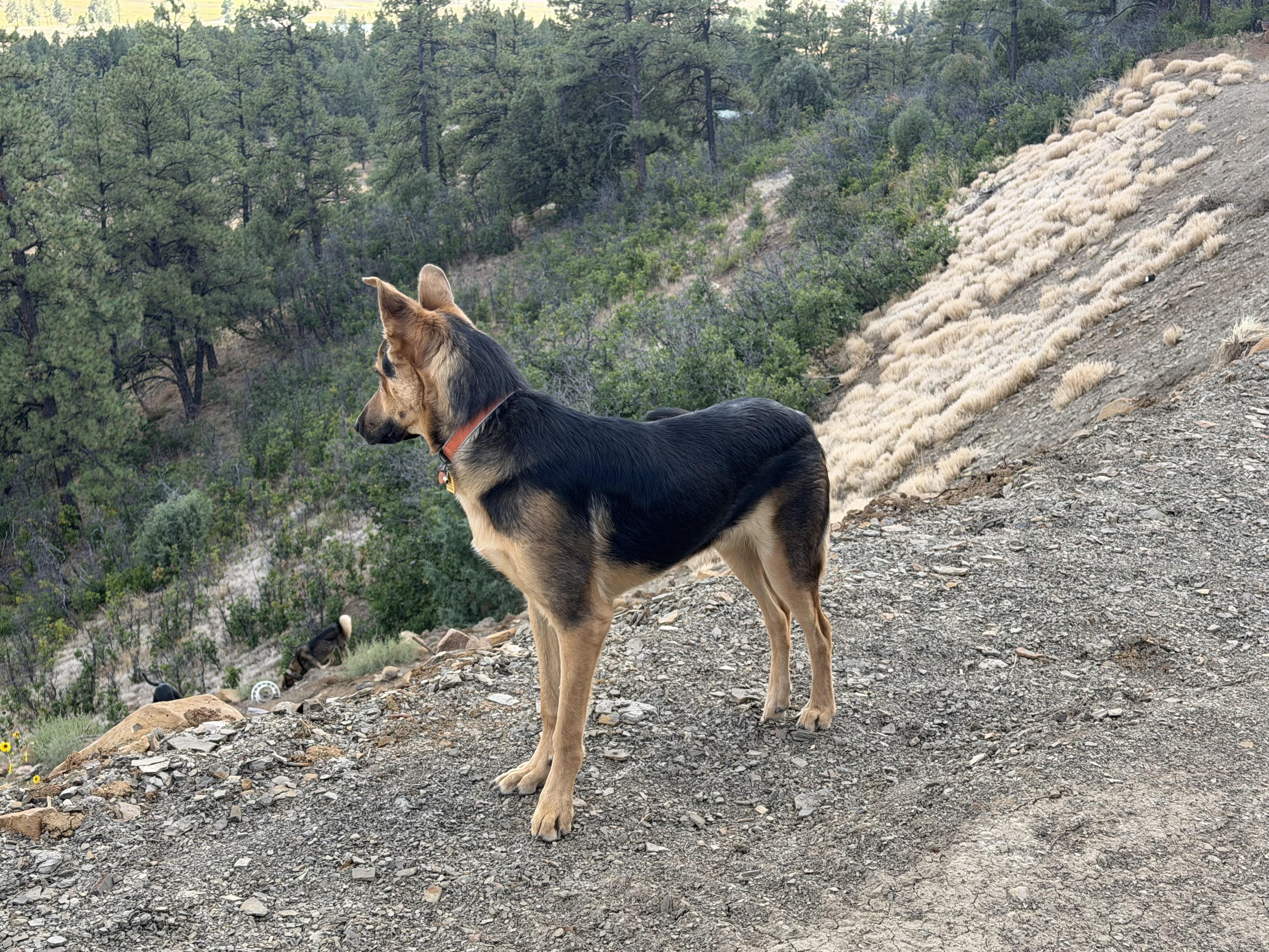 Enlarge Tater, a ADOPTABLE German Shepherd Dog in Pagosa Springs, CO image 4/4