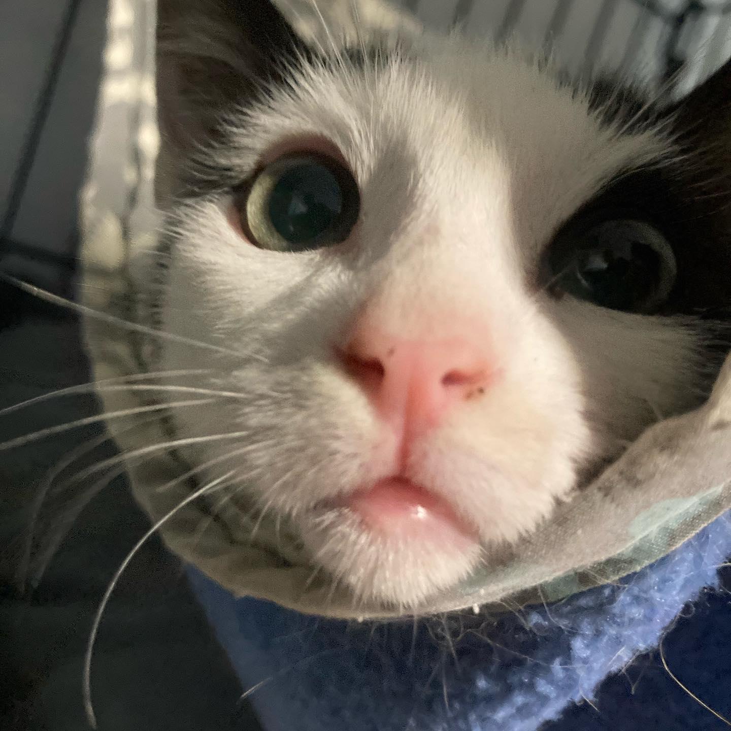 Enlarge Sashimi, a Adopted Domestic Short Hair in Los Alamitos, CA image 1/3