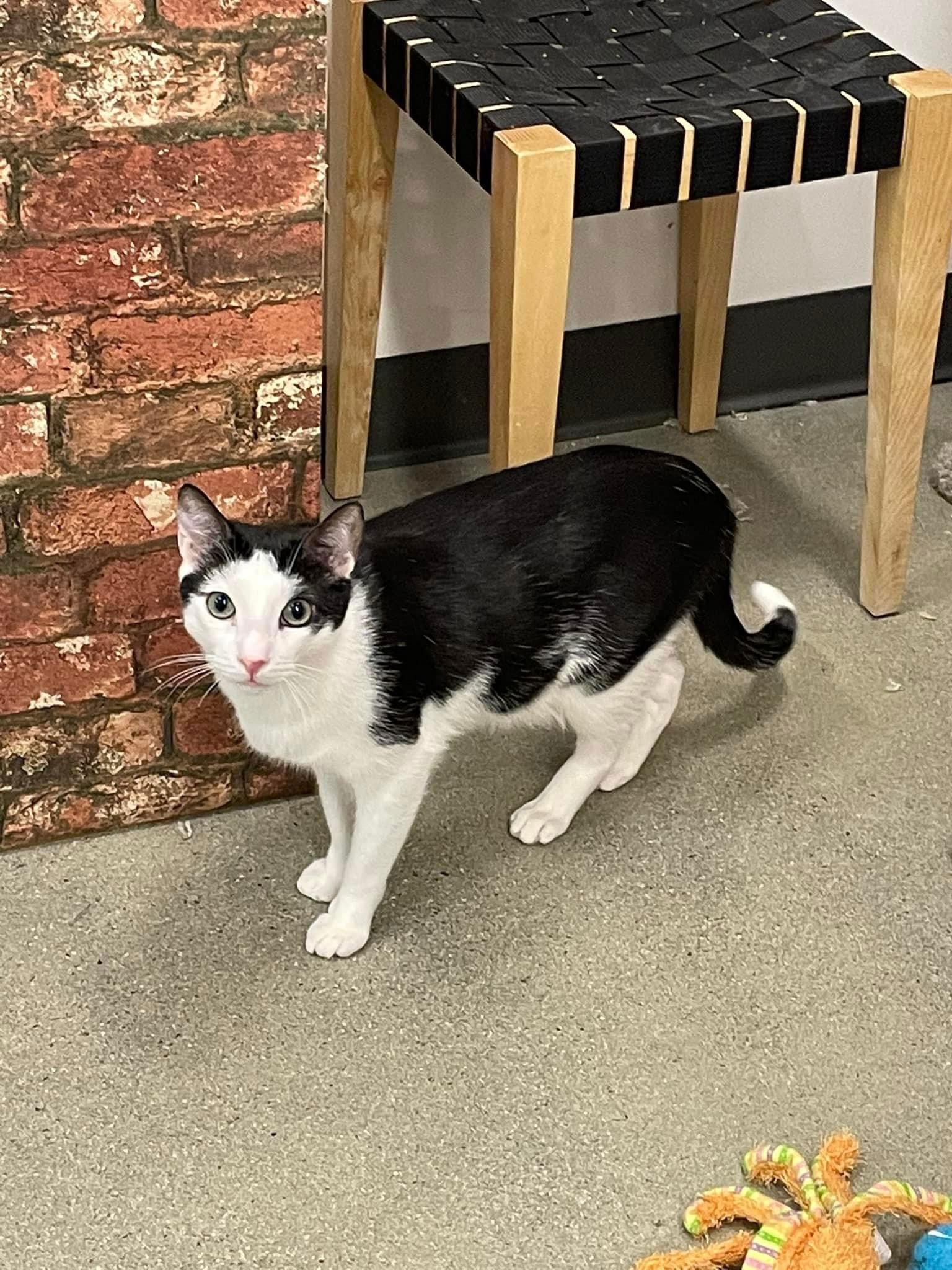 Enlarge Sashimi, a Adopted Domestic Short Hair in Los Alamitos, CA image 2/3