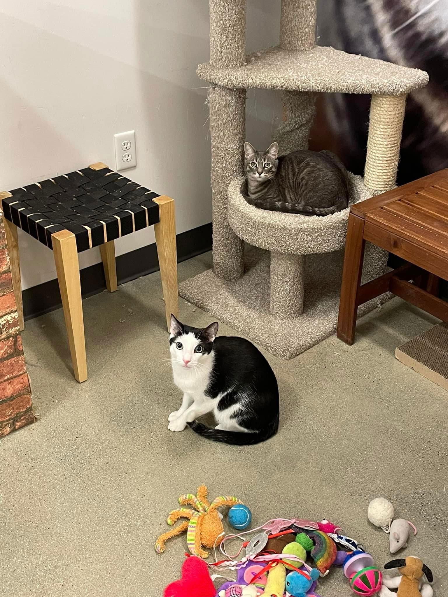 Enlarge Sashimi, a Adopted Domestic Short Hair in Los Alamitos, CA image 3/3