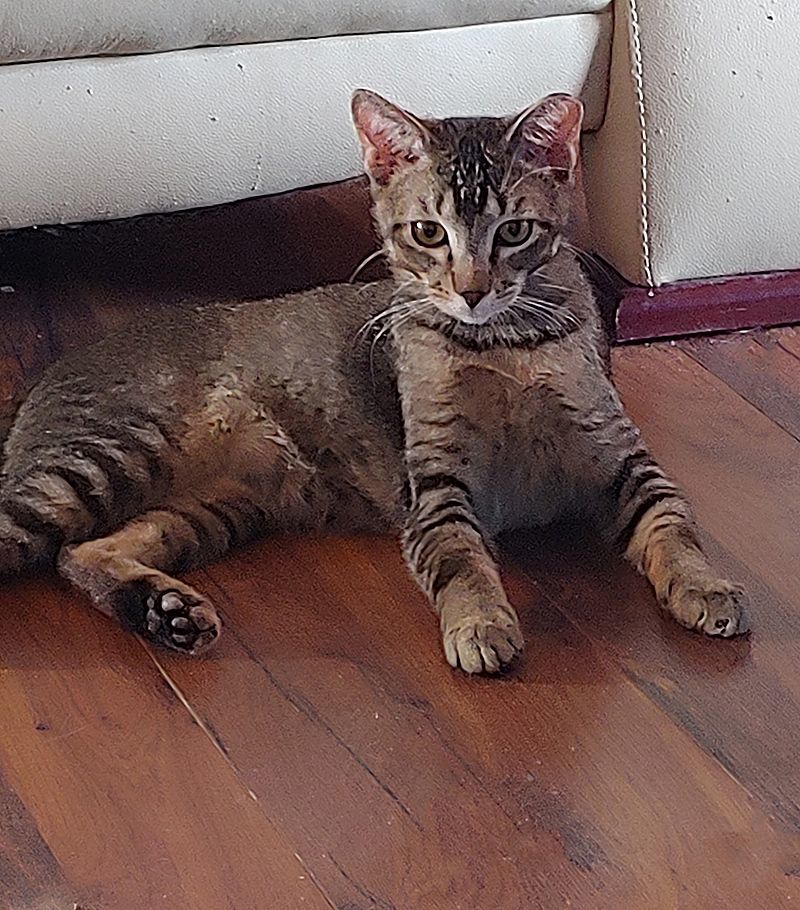 Skylar, Adopted, Young Male Domestic Short Hair.