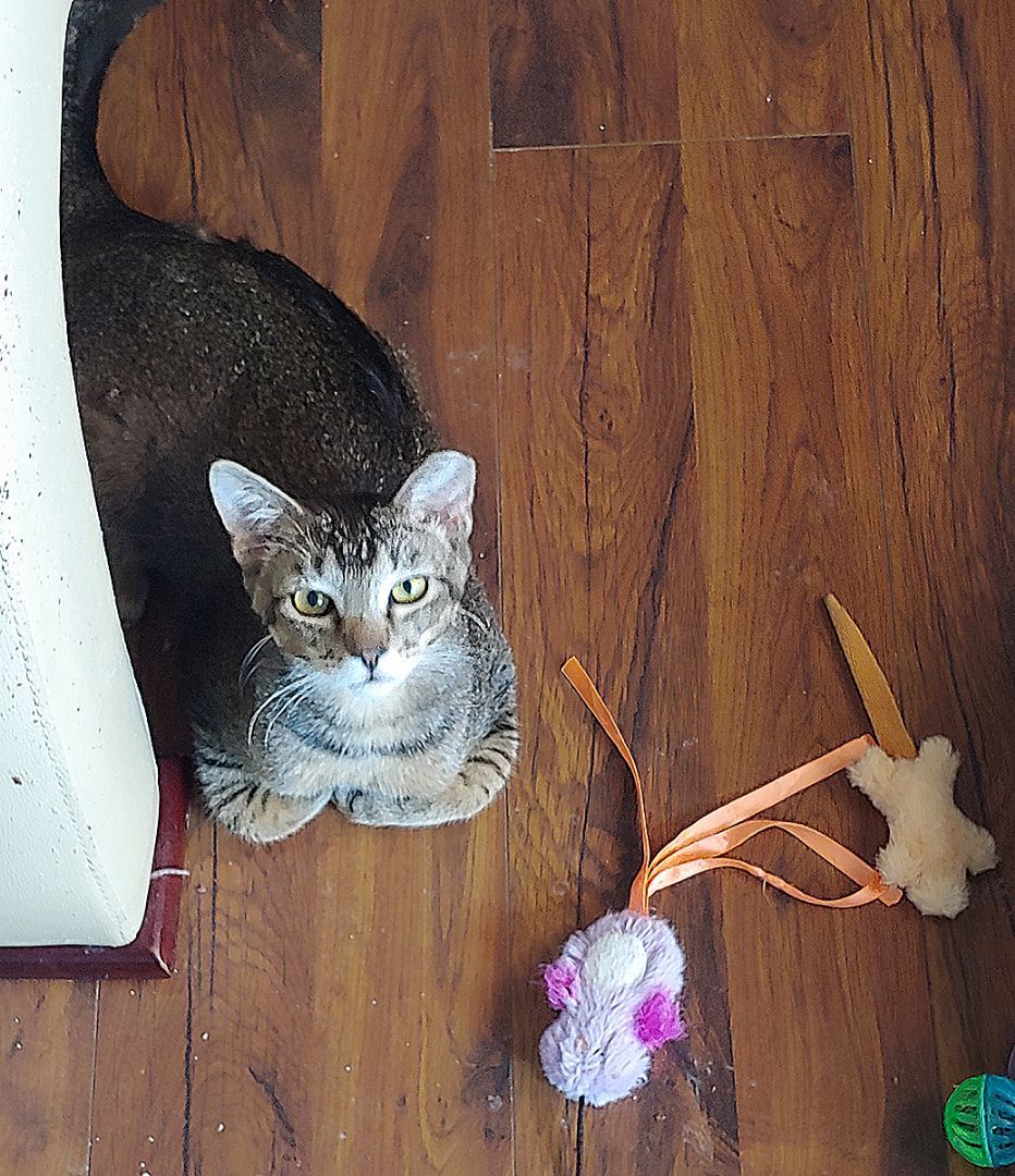 Skylar, a Adopted Domestic Short Hair in Fort Lupton, CO image 2/5