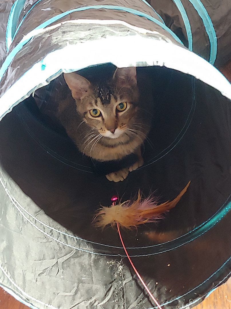 Skylar, a Adopted Domestic Short Hair in Fort Lupton, CO image 5/5
