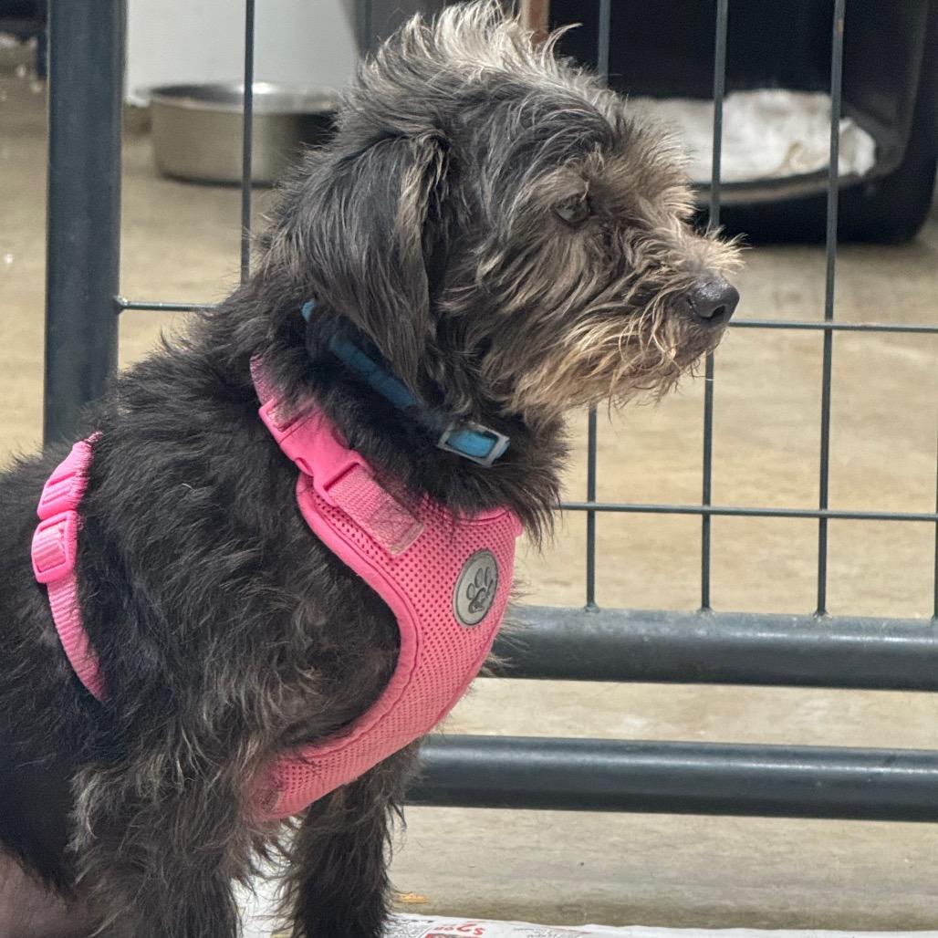 Suede, Adopted, Adult Female Australian Terrier & Schnauzer.