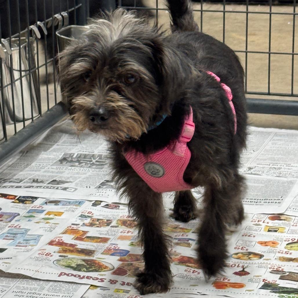 Enlarge Suede, a Adopted mixed breed in Blue Ridge, GA image 2/5