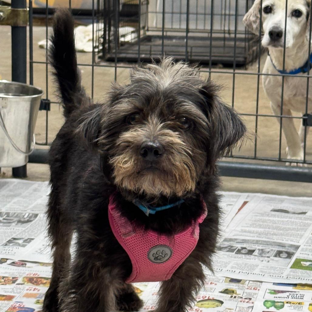 Enlarge Suede, a Adopted mixed breed in Blue Ridge, GA image 3/5