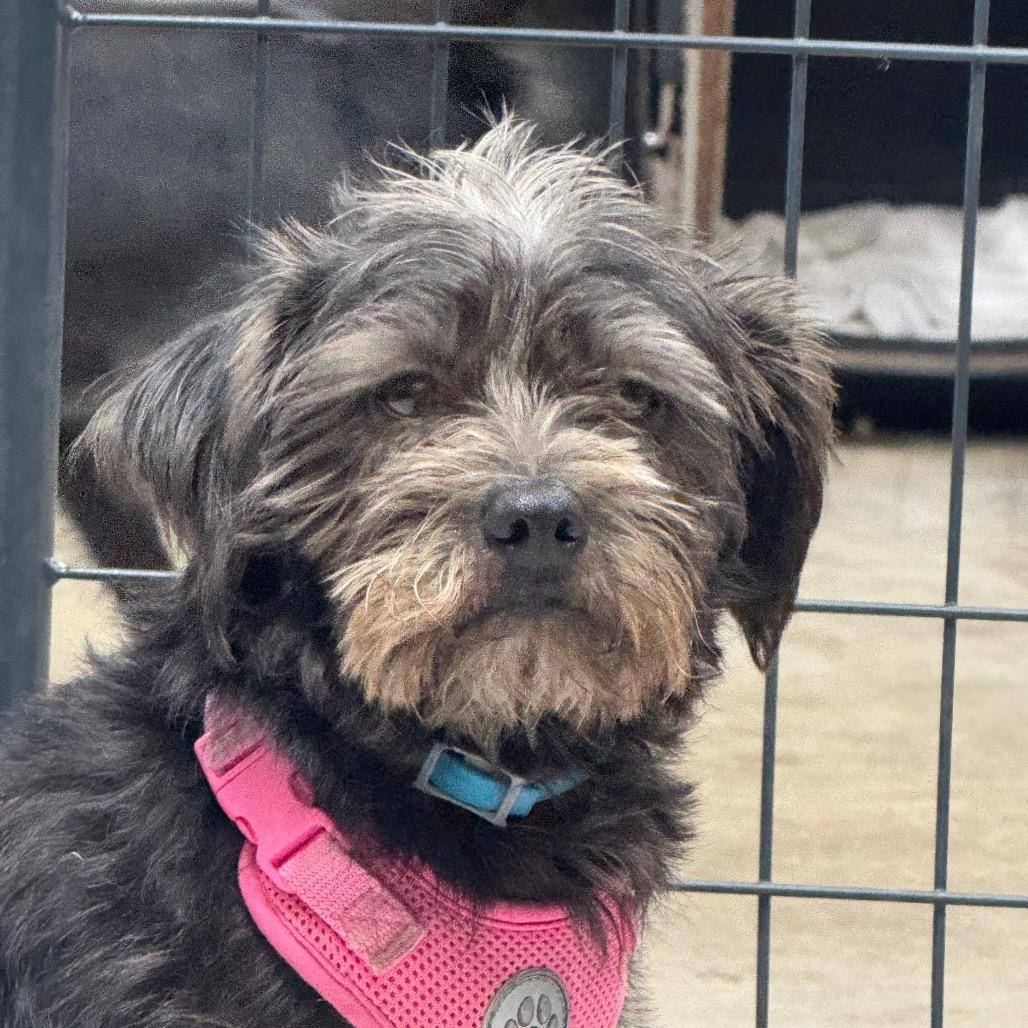 Enlarge Suede, a Adopted mixed breed in Blue Ridge, GA image 4/5