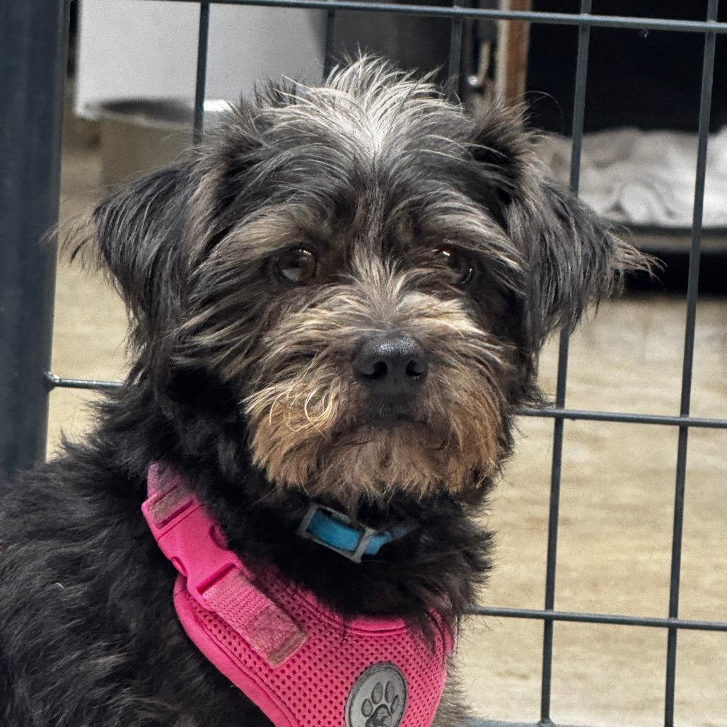 Enlarge Suede, a Adopted mixed breed in Blue Ridge, GA image 5/5