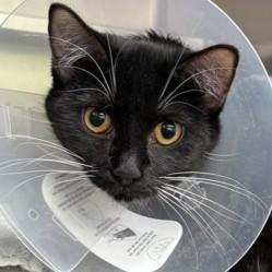 Dylan — thumbnail 2