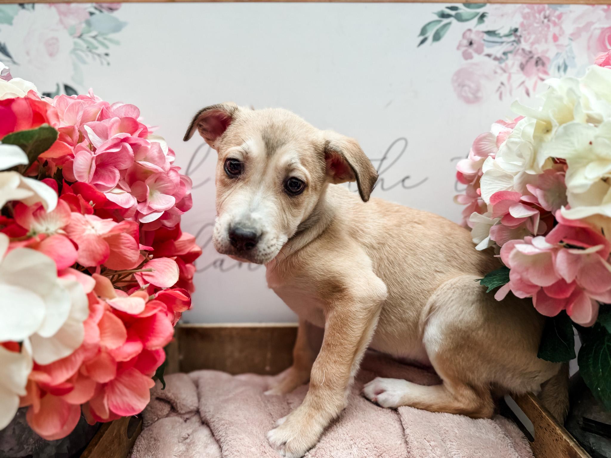 Enlarge Korat , an adopted mixed breed in Newberg, OR image 2/2