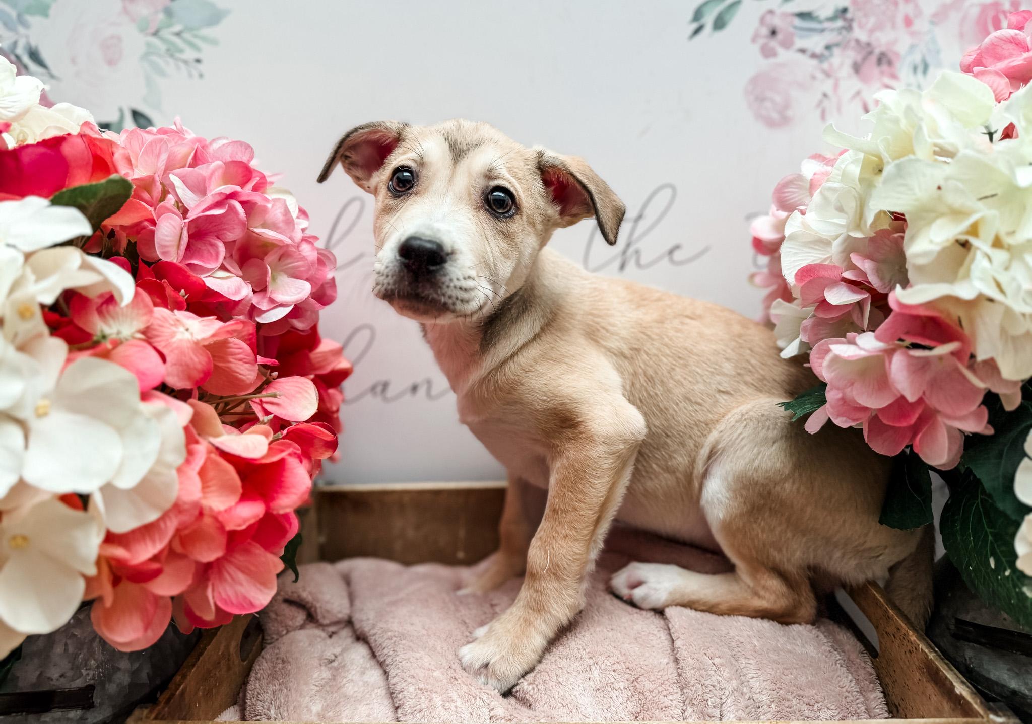 Korat , adopted, Young Male Labrador Retriever.