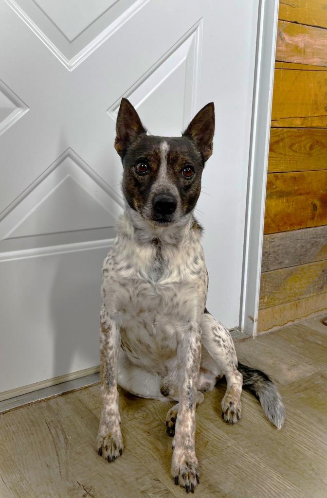 Enlarge CB, a Adoptable mixed breed in Genoa, IL image 1/1