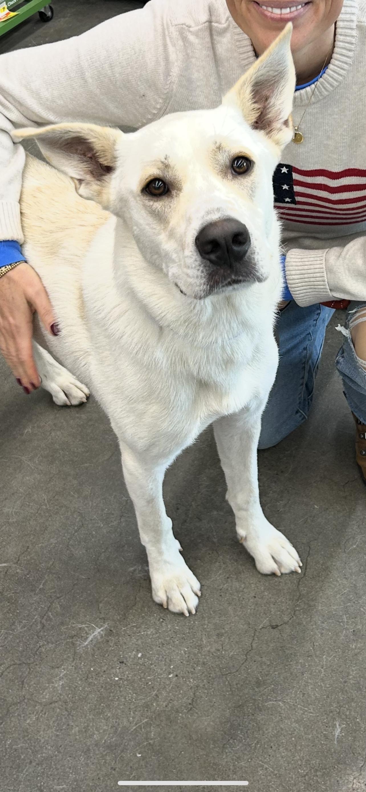 Enlarge Doug, an adopted Pyrenean Shepherd in Reidsville, NC image 1/2