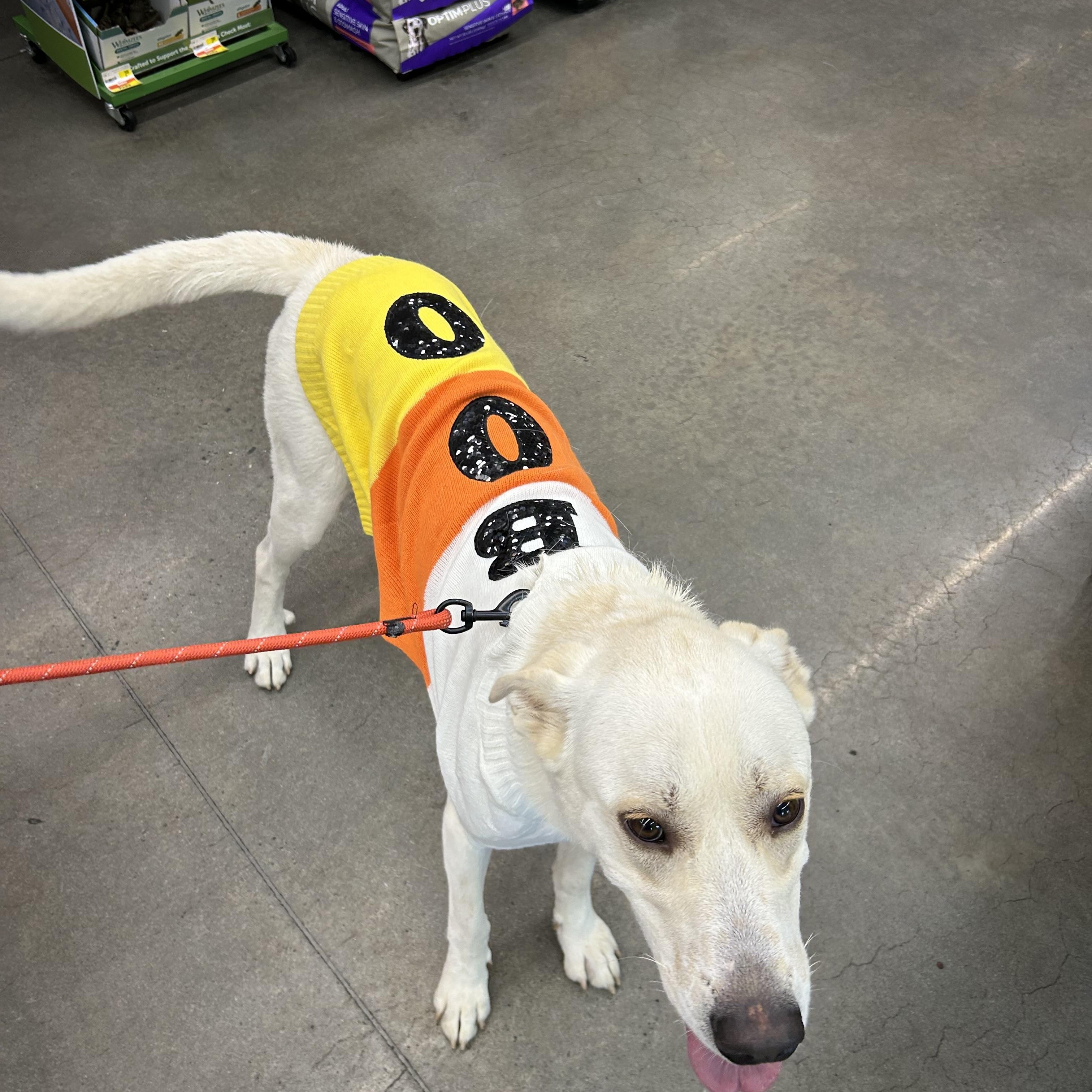 Enlarge Doug, an adopted Pyrenean Shepherd in Reidsville, NC image 2/2