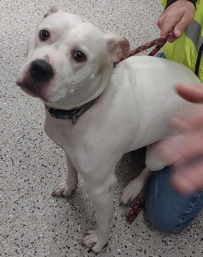 Enlarge Jasmine, a Adoptable mixed breed in Saint Clairsville, OH image 1/3