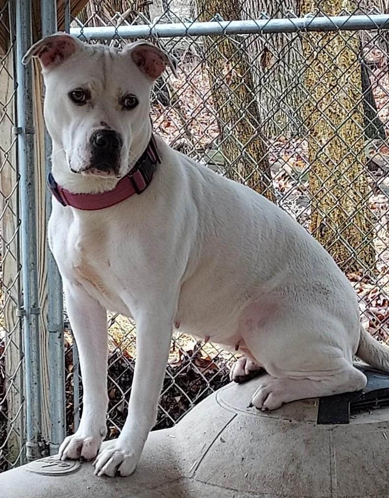 Enlarge Jasmine, a Adoptable mixed breed in Saint Clairsville, OH image 2/3