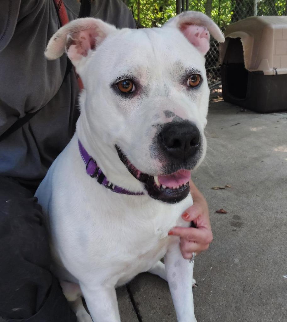 Enlarge Jasmine, a Adoptable mixed breed in Saint Clairsville, OH image 3/3